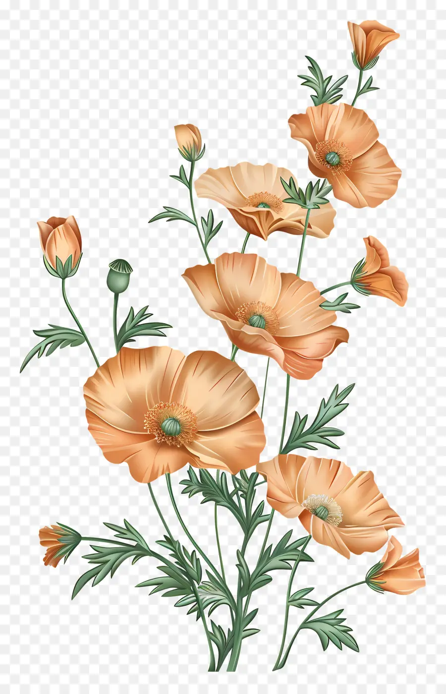 Flores De Amapola De Naranja，Ramo PNG