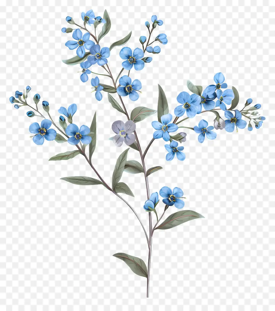 Forgetmenot，No Me Olvides PNG