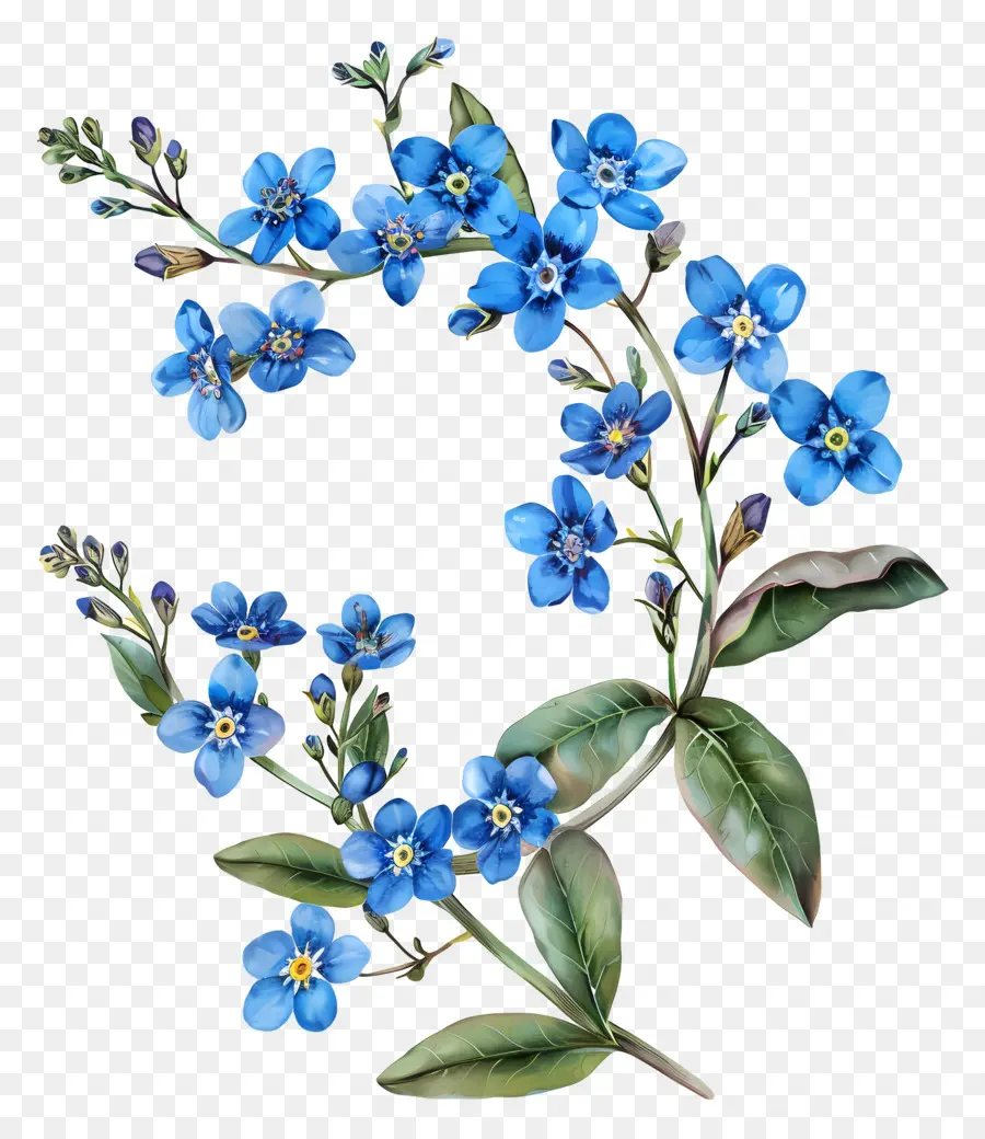 Forgetmenot，No Me Olvides PNG
