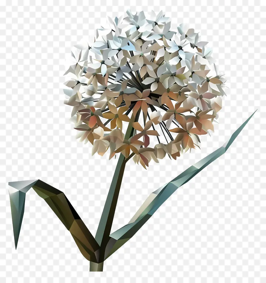 Digital De La Flor，Cebolla Blanca PNG