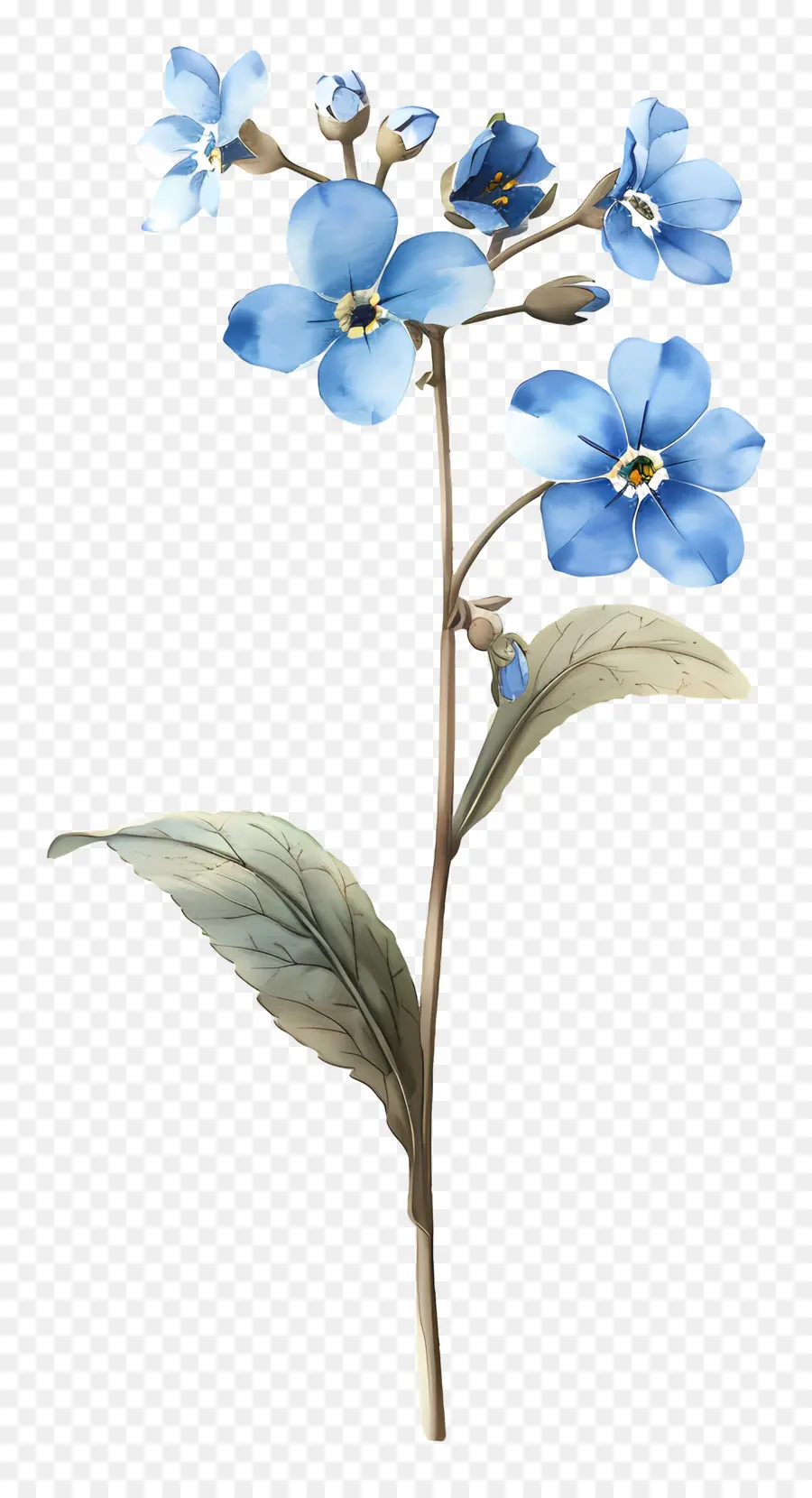 Forgetmenot，No Me Olvides PNG