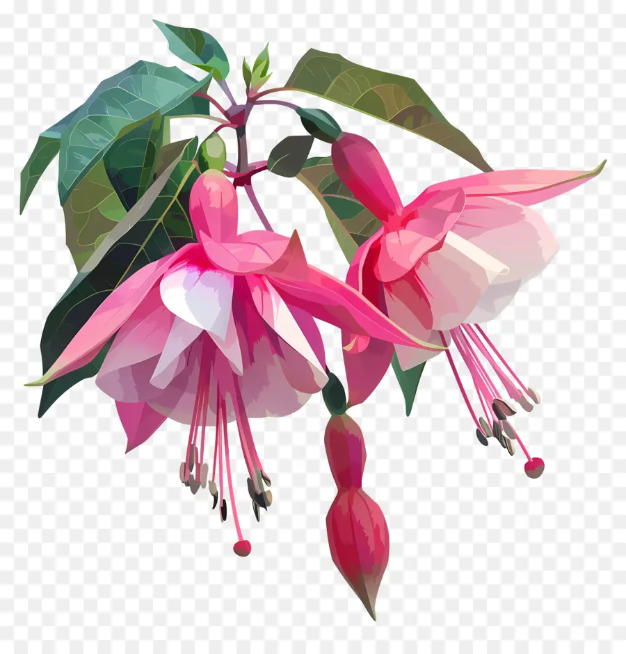 Digital De La Flor，Flor Fucsia PNG