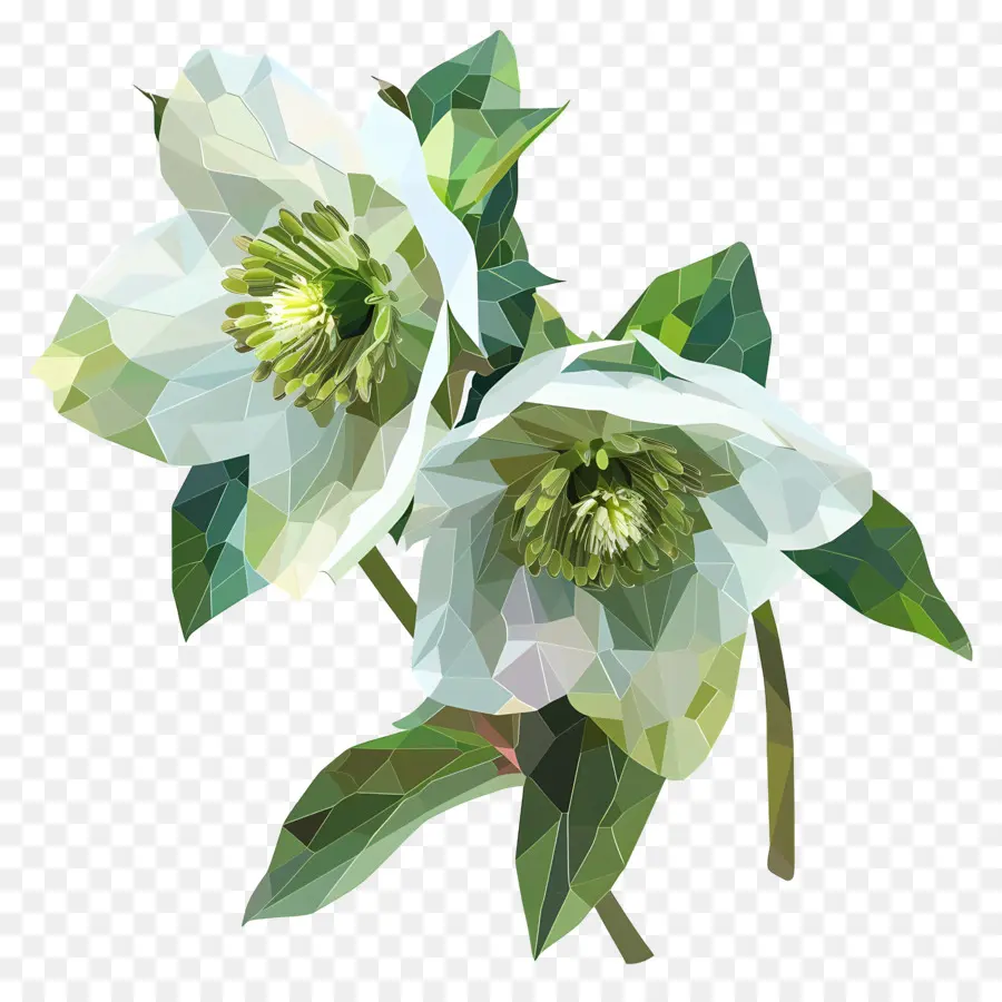 Digital De La Flor，Flores Blancas PNG