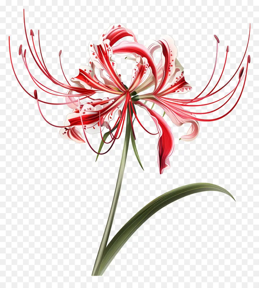 Spider Lily，Lirio Rojo Y Blanco PNG