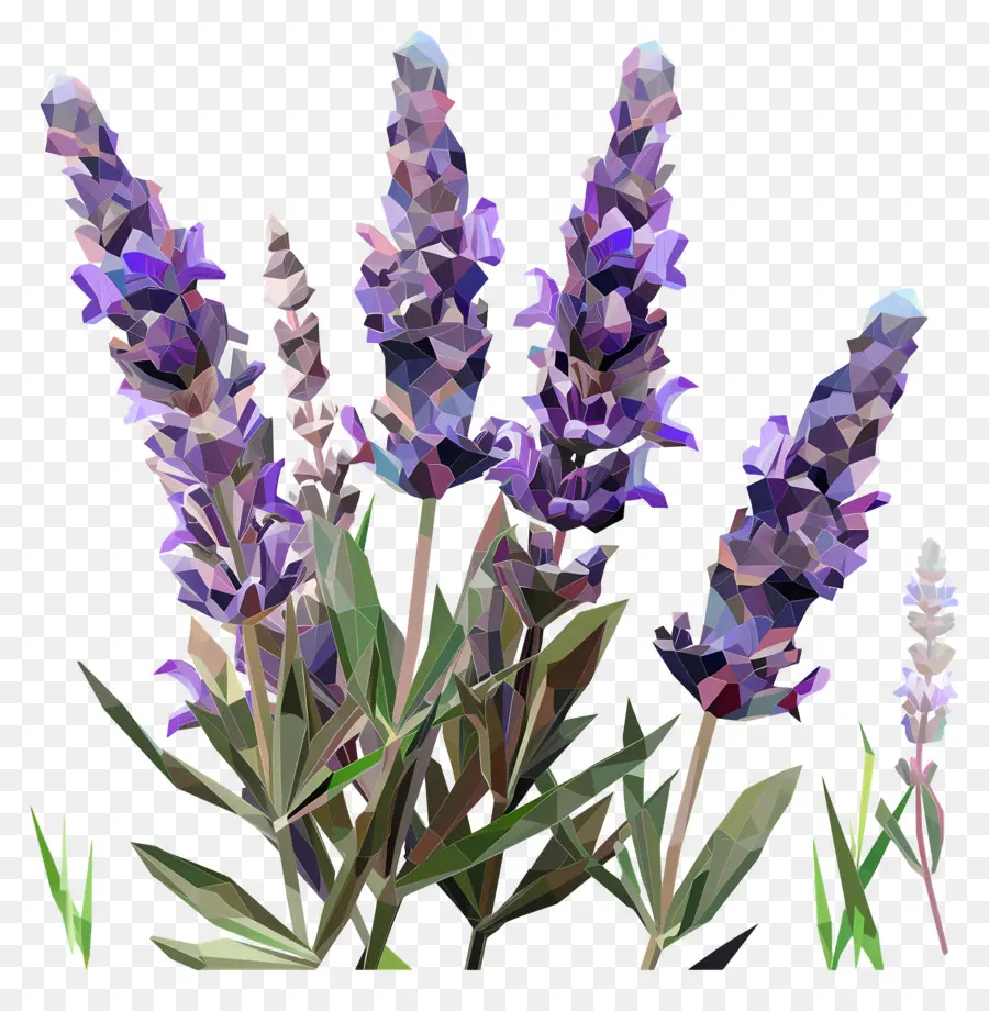 Arte Digital，Lavanda Morada PNG