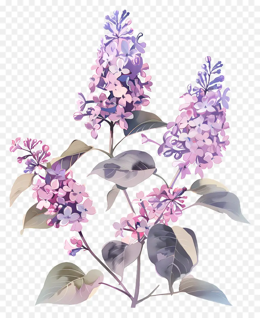 Flores Lilas，Flores Moradas PNG