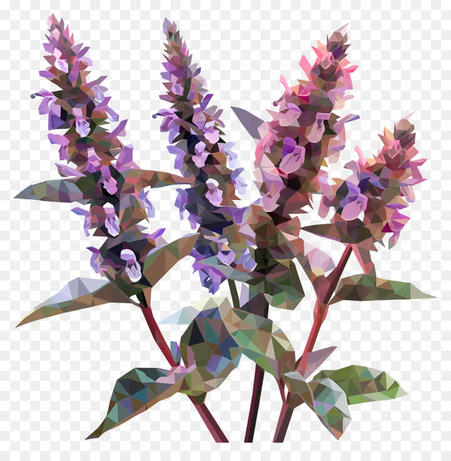 Digital De La Flor，Plantas De Salvia PNG