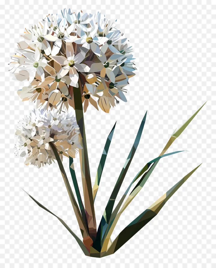 Digital De La Flor，Cebolla Blanca PNG