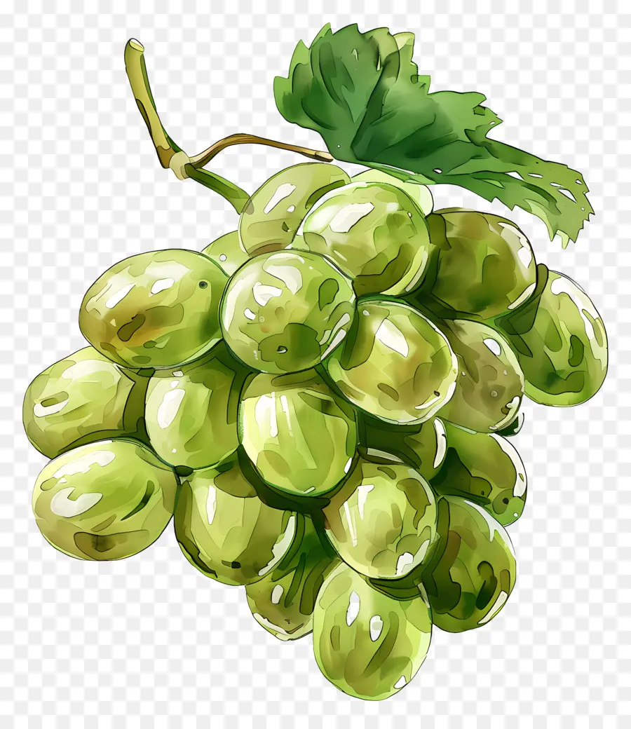 Uvas Verdes，Pintura A La Acuarela PNG