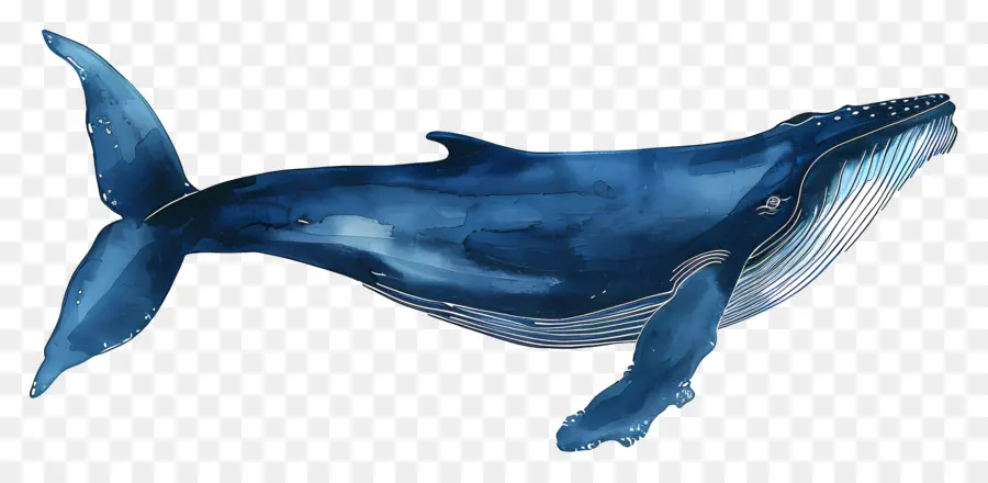 Ballena Azul，Ballena PNG