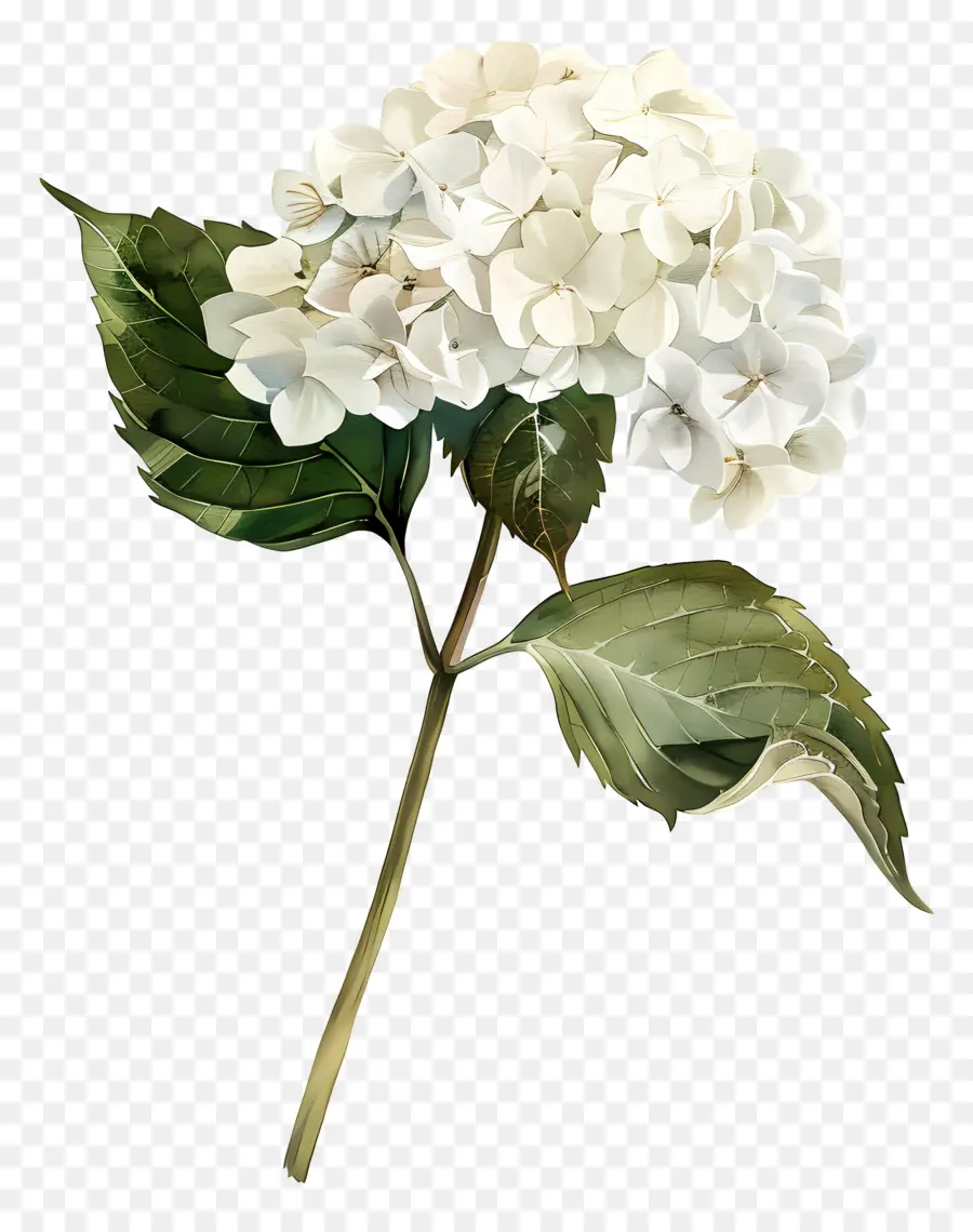 Hortensia Blanca，Hortensia PNG