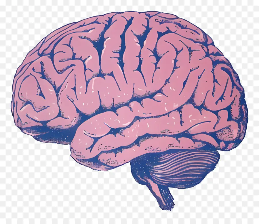 Cerebro，El Cerebro Humano PNG