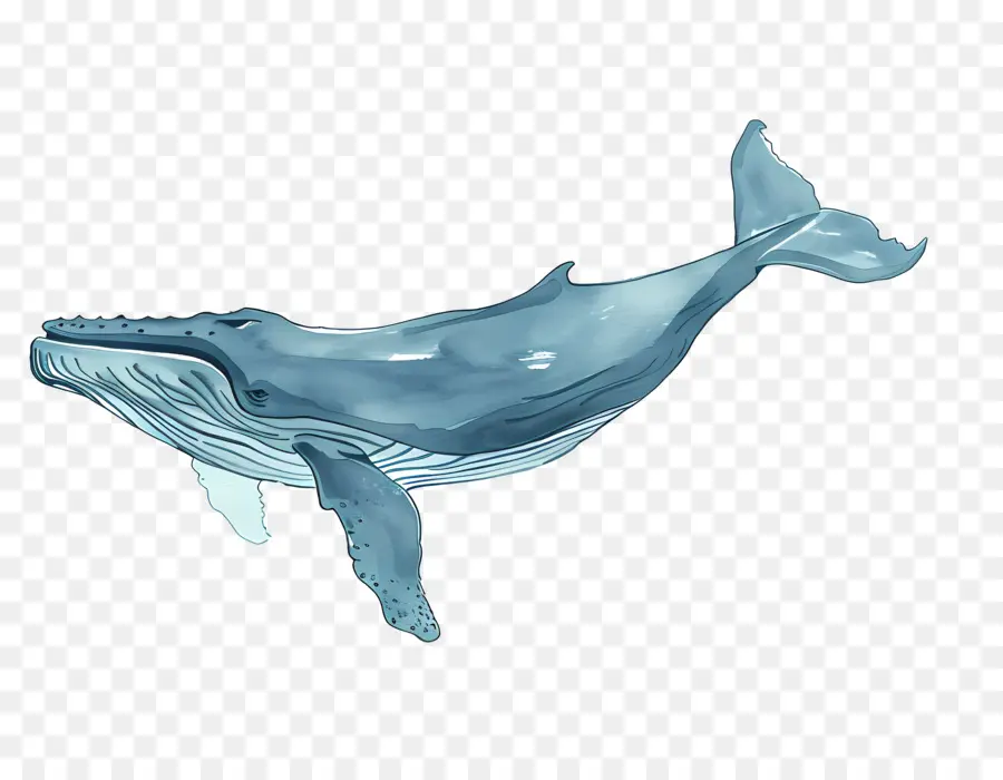 Ballena Azul，Ballena PNG