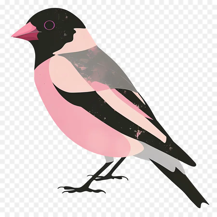 Aves，Pájaro Rosa Y Negro PNG