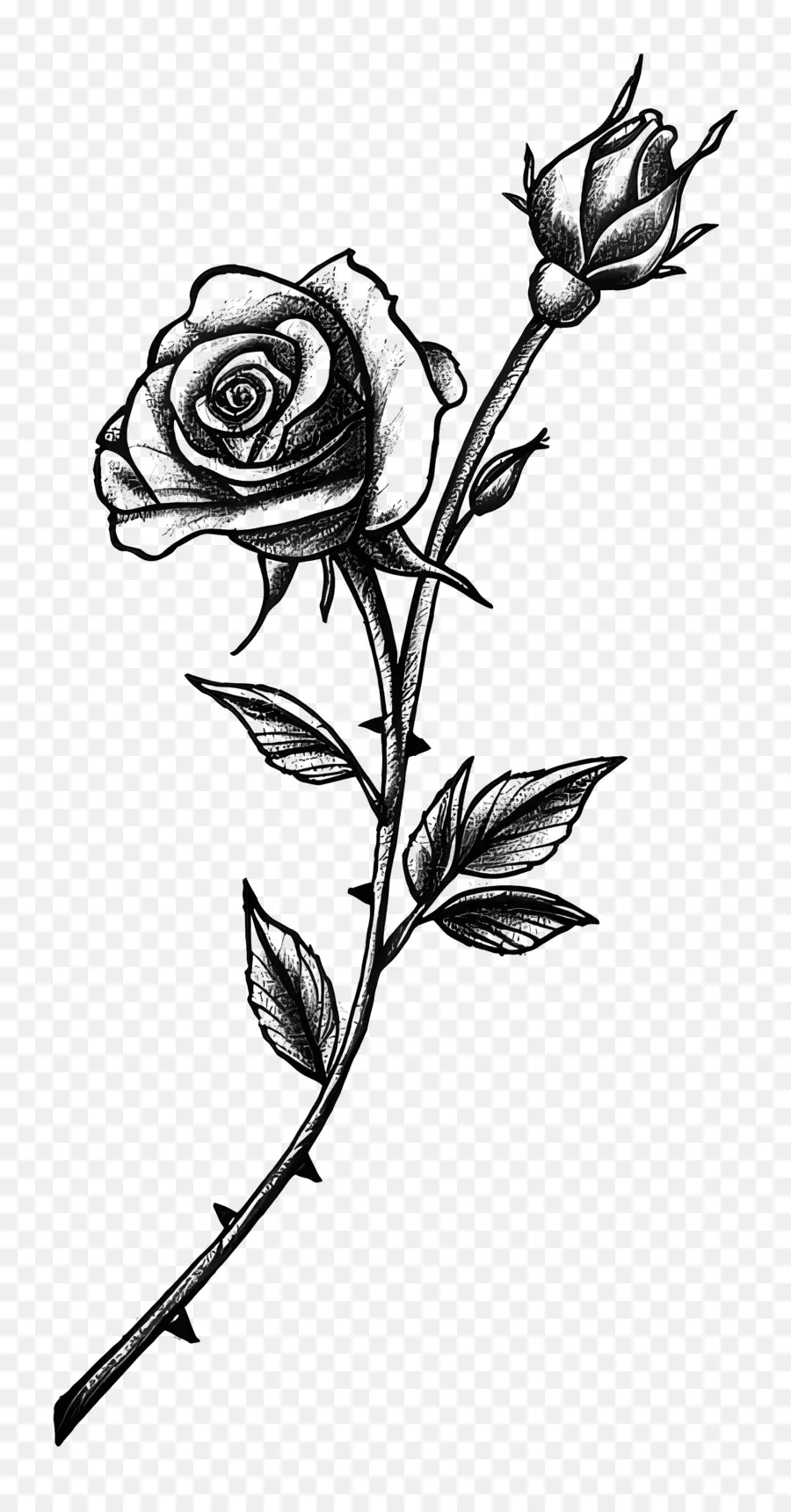 Rose Tattoo，Rosa PNG