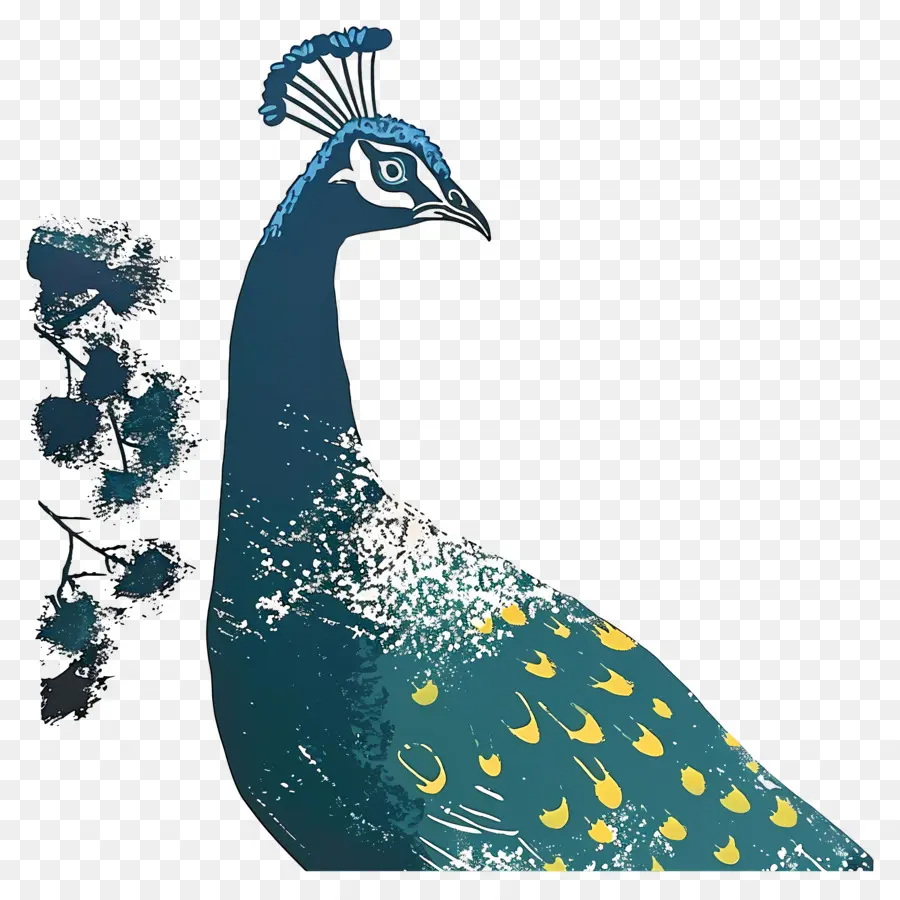 Pavo Real，Plumas PNG