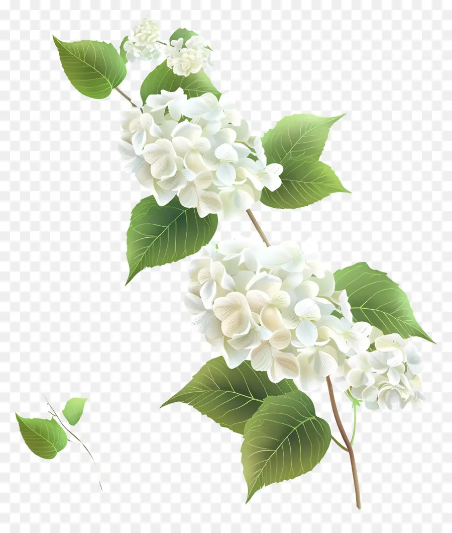 Blanca Hortensia，Flor Blanca PNG