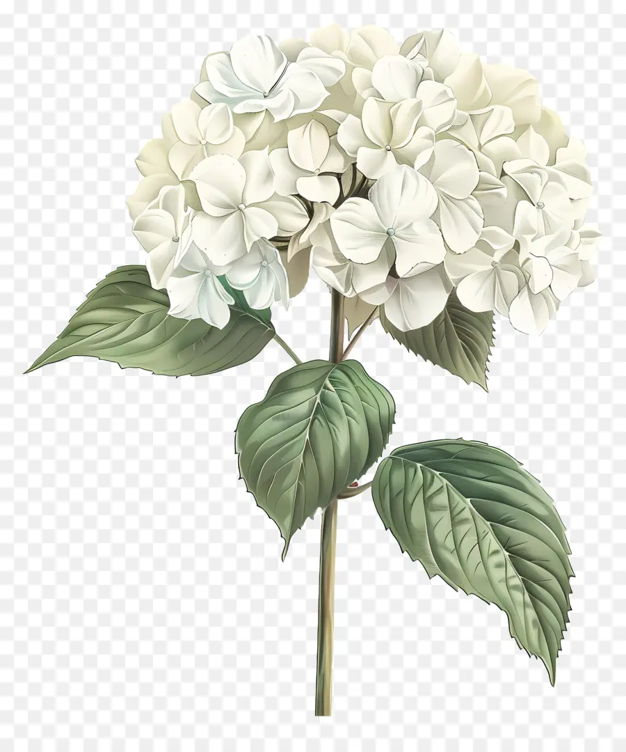 Blanca Hortensia，Hibisco PNG