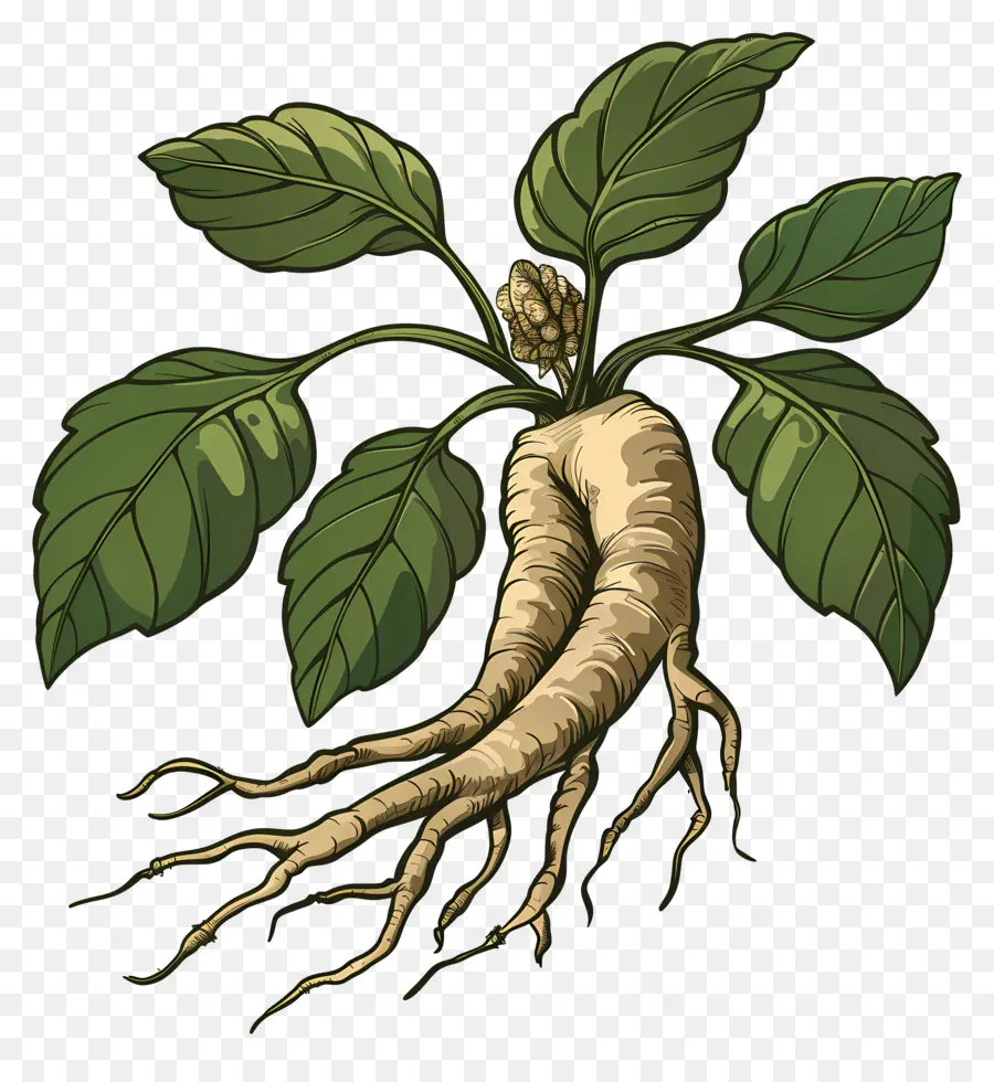 Ginseng，La Medicina Tradicional China PNG