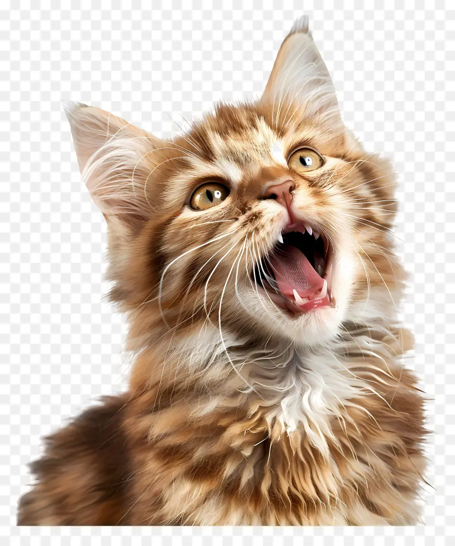 Emoji De Sello，Gato PNG