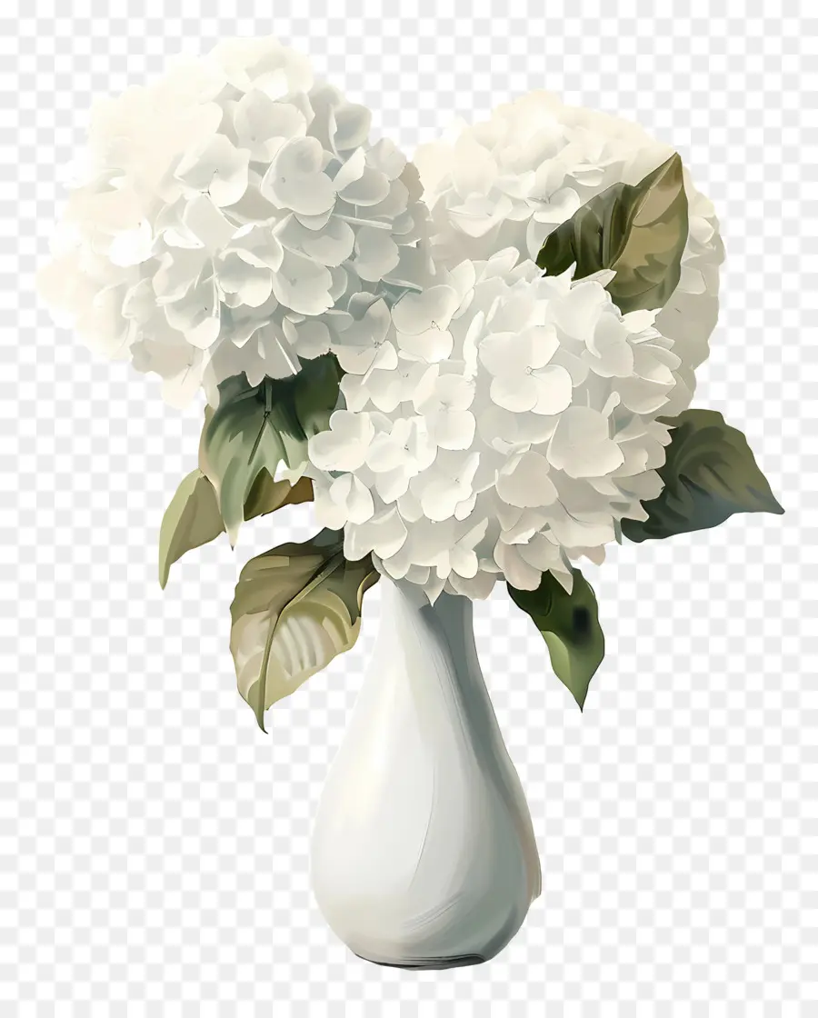 Blanca Hortensia，Hortensias Blancas PNG