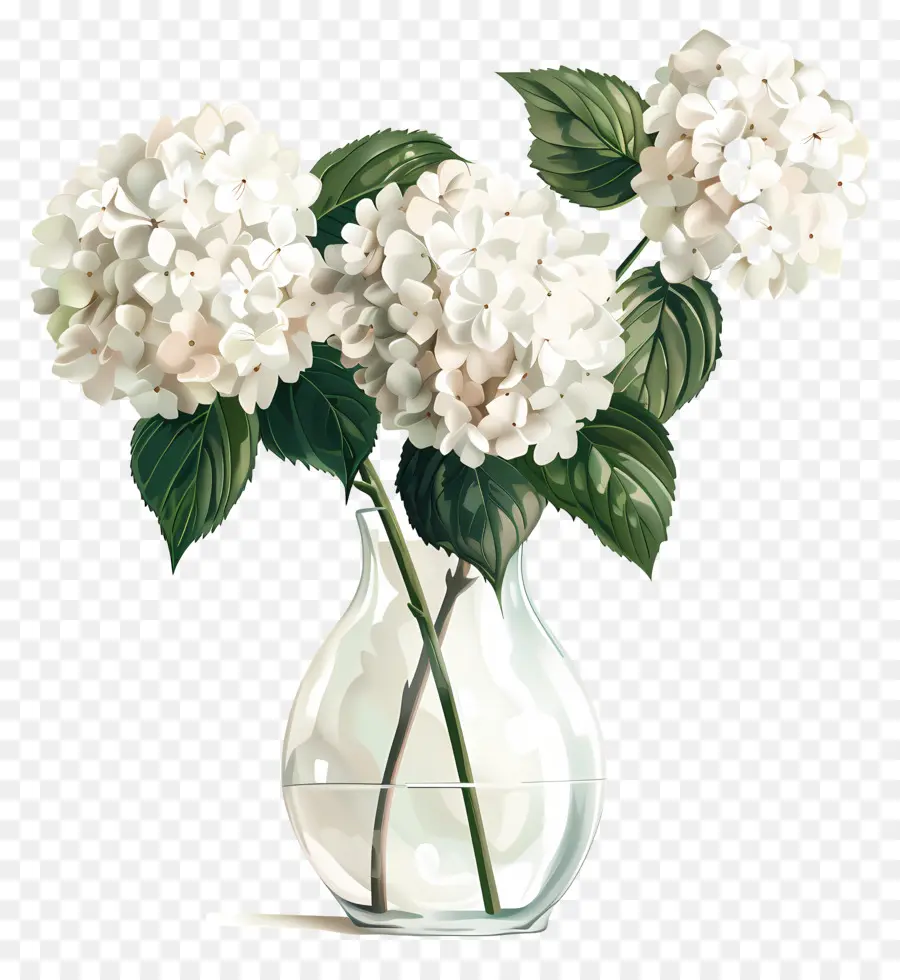 Hortensia Blanca，Flores PNG