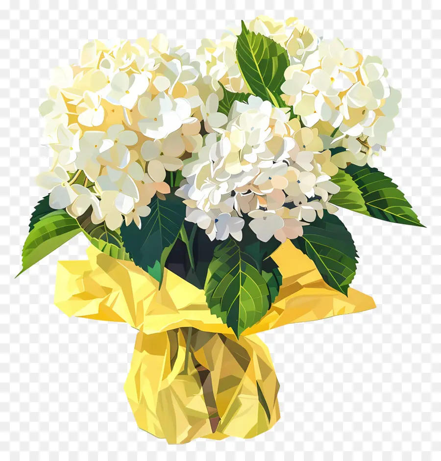 Hortensia Blanca，Ramo PNG