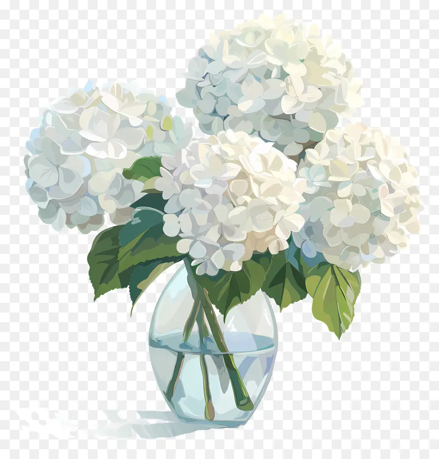 Blanca Hortensia，Hortensias Blancas PNG