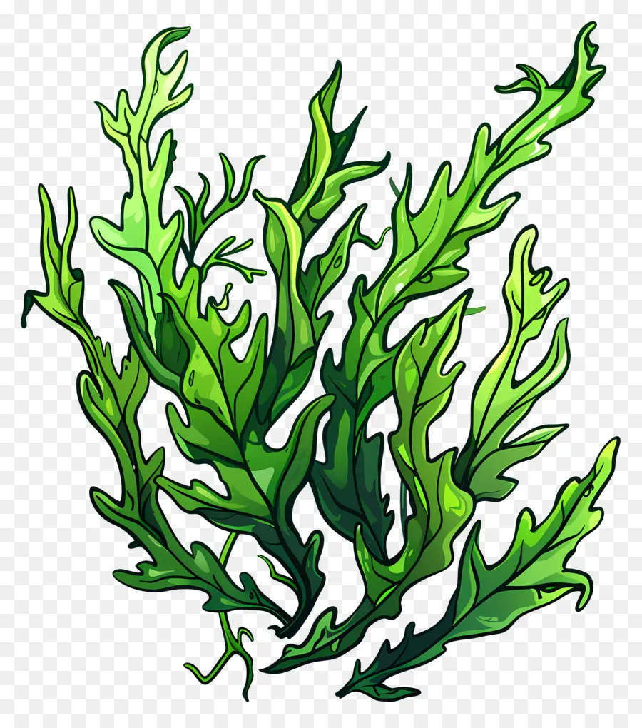 Algas Submarinas，Planta Verde PNG