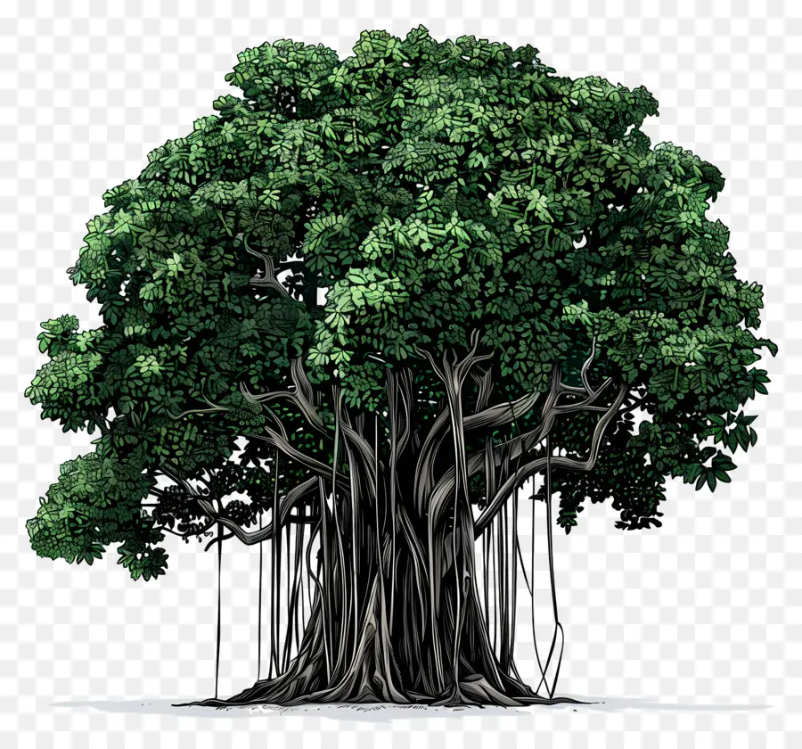 Banyan Tree，Bosque PNG