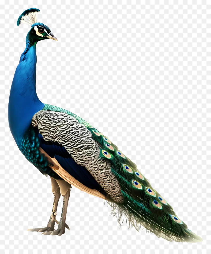 Pavo Real，Pájaro PNG