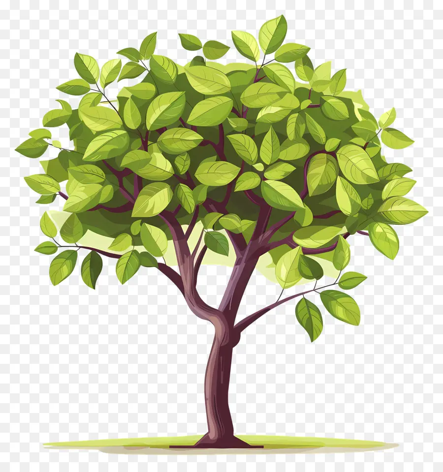 Peepal Árbol，Árbol PNG