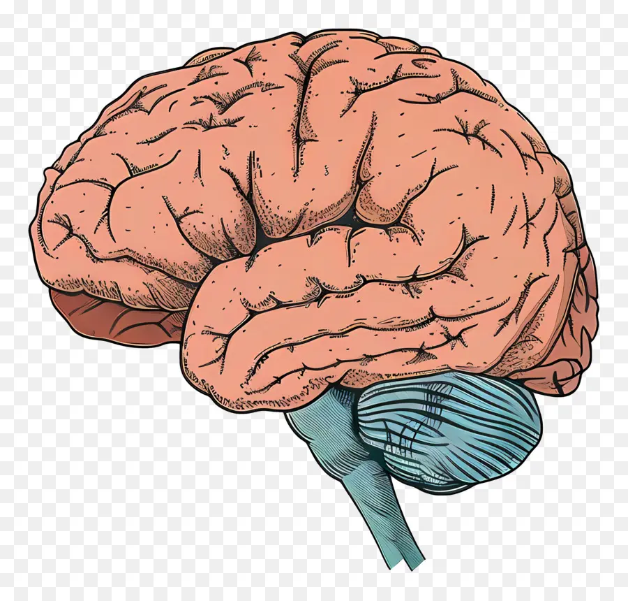 Cerebro，El Cerebro Humano PNG