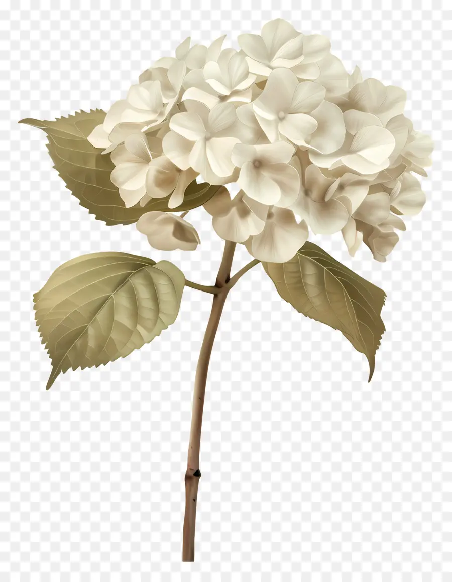 Hortensia Blanca，Hortensia PNG