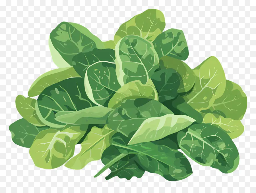 Vegetal，Espinacas PNG