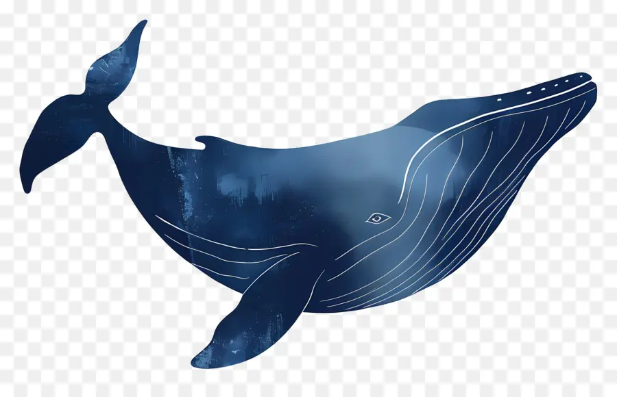 Ballena Azul，Ballena PNG