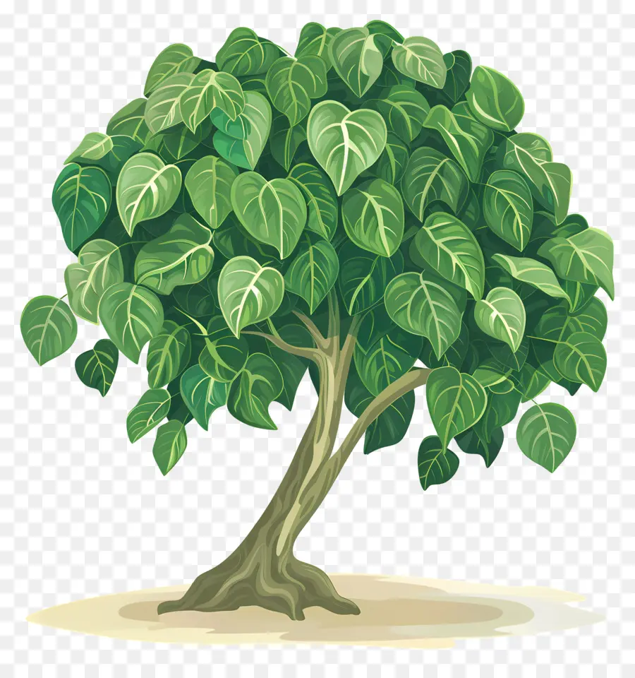 Peepal Árbol，Árbol PNG