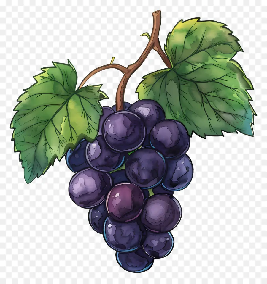 Las Uvas，Rama PNG