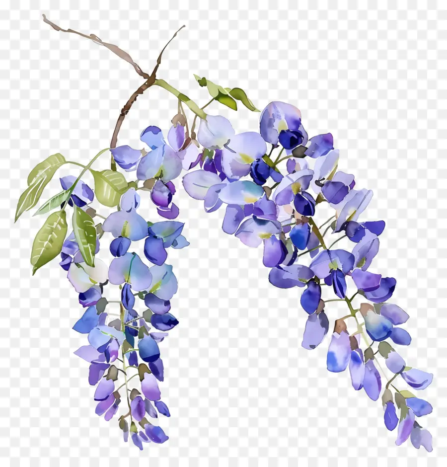 Wisteria Flor，Acuarela De Wisteria PNG