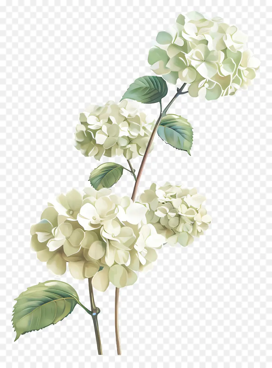 Hortensia Blanca，Hortensia PNG