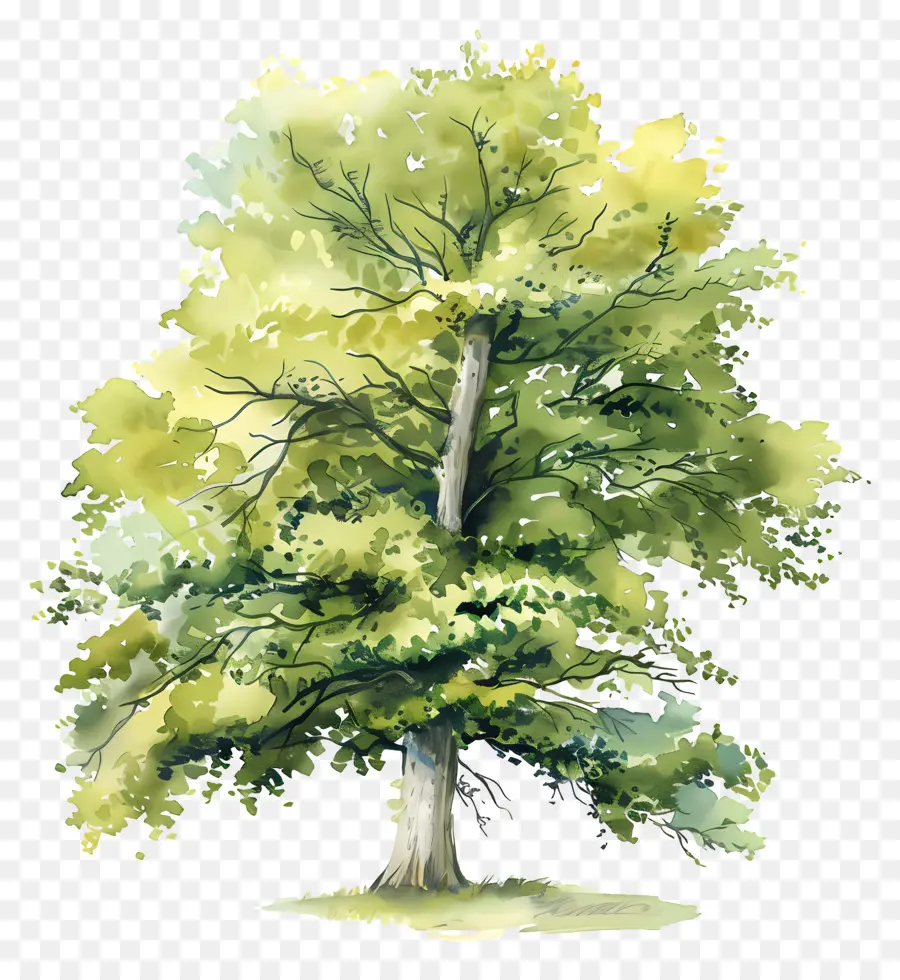 Haya，Árbol PNG