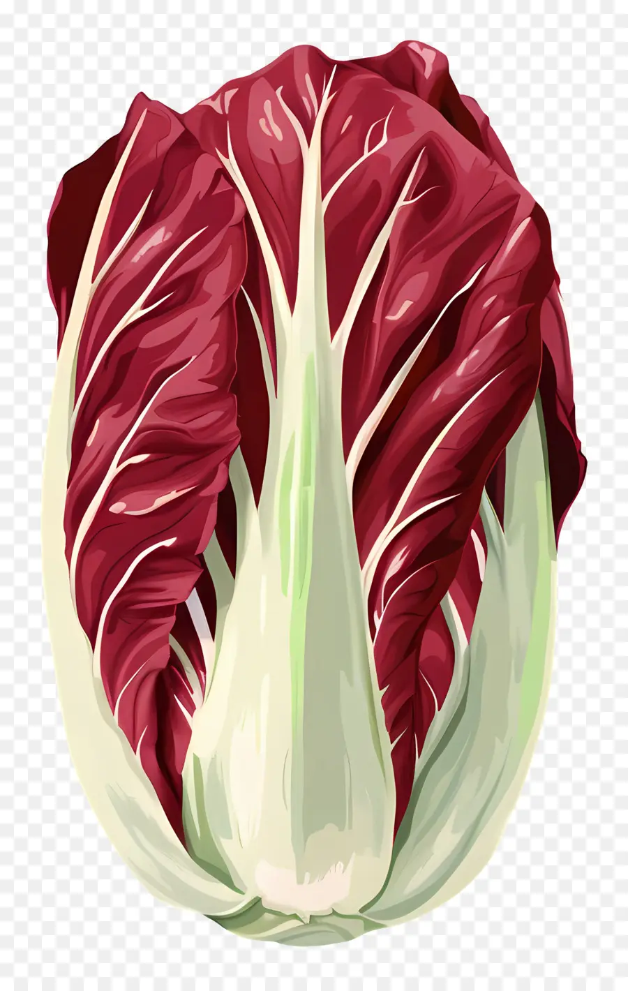 Radicchio，Lechuga Roja PNG