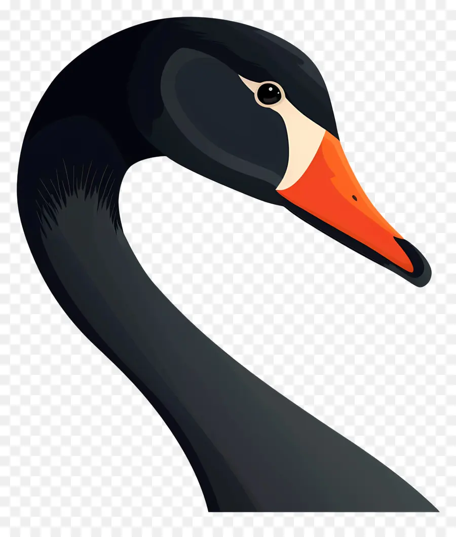 Swan，Cisne Negro PNG