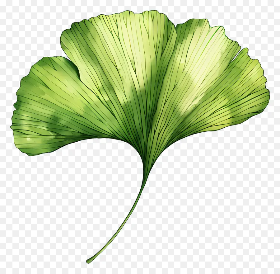 Hoja De Ginkgo Verde，Ginkgo Biloba PNG