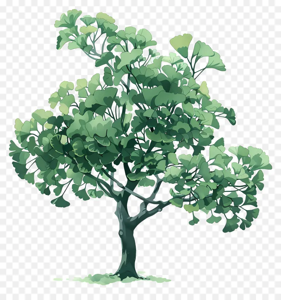 árbol De Ginkgo，árbol Verde PNG