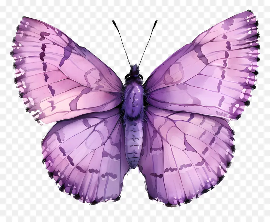 La Mariposa Púrpura，Pintura A La Acuarela PNG