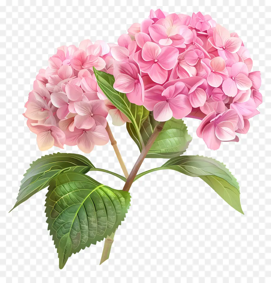 Rosa Hortensia，Hidrante Rosa PNG