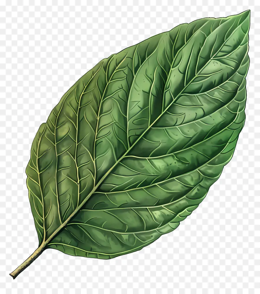 Hoja Verde，Naturaleza PNG