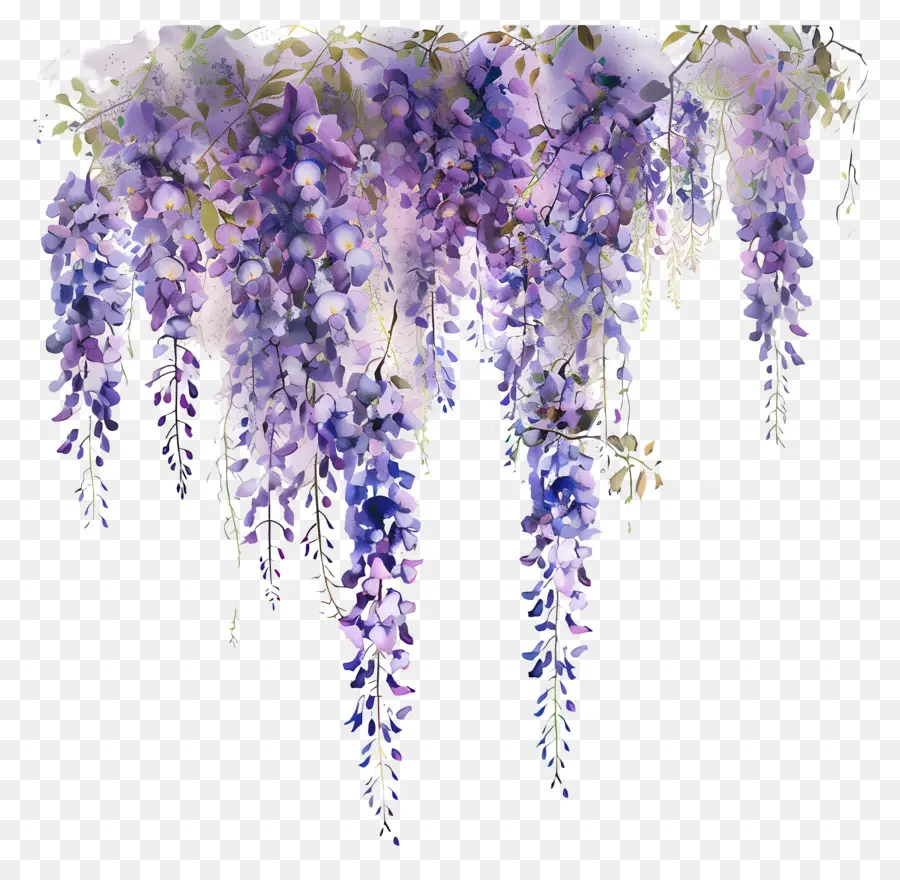 Glicinia Colgante，Acuarela De Wisteria PNG