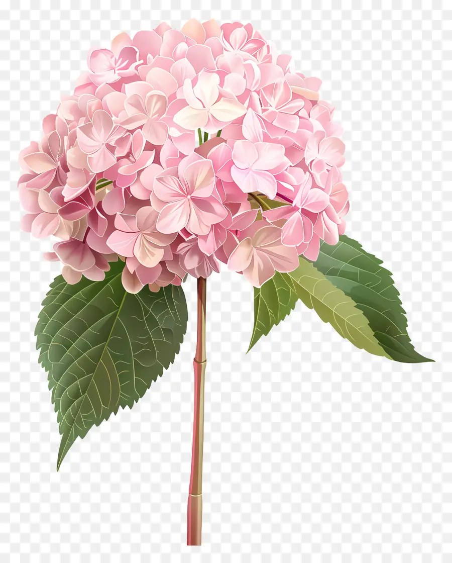 Rosa Hortensia，Flores De Color Rosa PNG